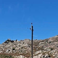 Lanius collaris collaris