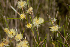 Melaleuca uncinata