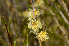 Melaleuca uncinata