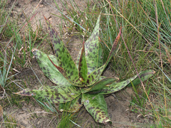 Ledebouria