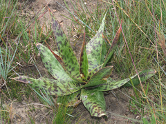 Ledebouria