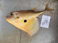 Triodon macropterus