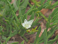 Oxygonum dregeanum