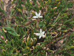 Oxygonum dregeanum