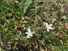 Oxygonum dregeanum