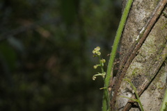 Tragia urticifolia