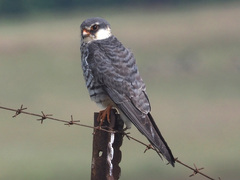 Falco amurensis