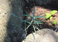 Cryptolepis cryptolepioides