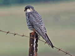 Falco amurensis