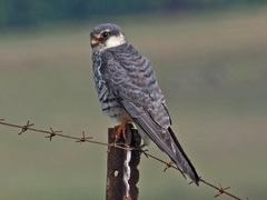 Falco amurensis