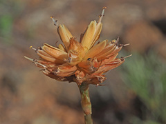 Aloe ecklonis