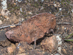 Pamphagidae