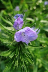 Echium plantagineum