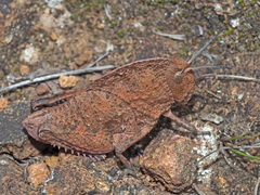 Pamphagidae