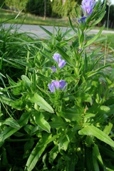 Echium plantagineum