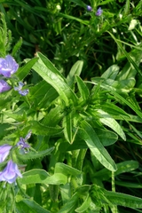 Echium plantagineum