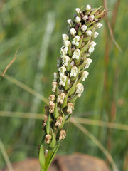 Brownleea parviflora