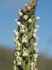 Brownleea parviflora