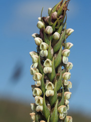 Brownleea parviflora