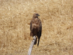 Buteo buteo vulpinus