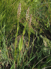 Brownleea parviflora