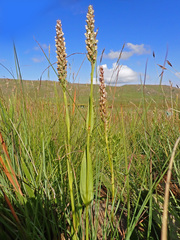 Brownleea parviflora