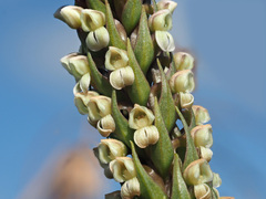 Brownleea parviflora