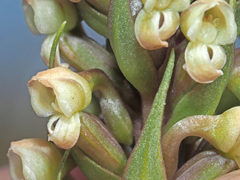 Brownleea parviflora