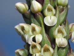 Brownleea parviflora