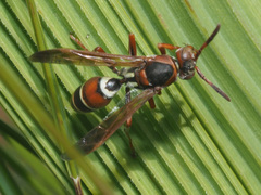 Polistes marginalis
