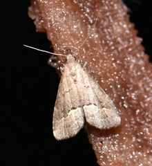 Schrankia taenialis