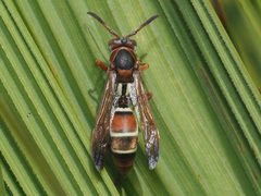 Polistes marginalis