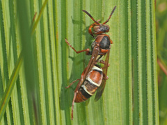 Polistes marginalis