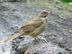 Pycnonotus conradi