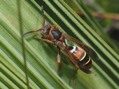 Polistes marginalis