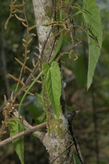 Tragia urticifolia