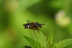 Nomada