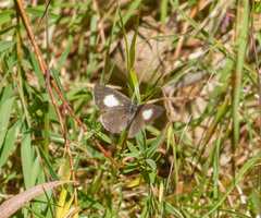 Candalides xanthospilos