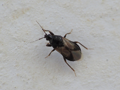 Xylocoris