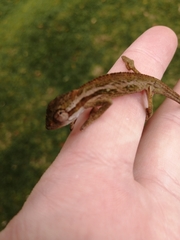 Bradypodion melanocephalum
