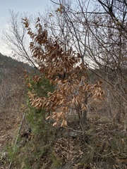 Quercus acutissima