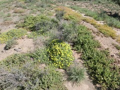 Malephora lutea