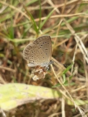Zizeeria knysna knysna