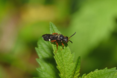 Nomada