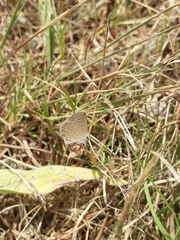 Zizeeria knysna knysna