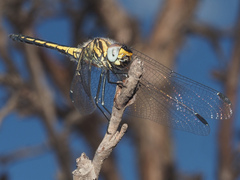 Trithemis dorsalis
