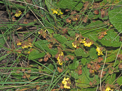 Hermannia transvaalensis
