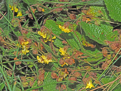 Hermannia transvaalensis