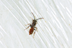 Nomada