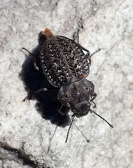 Somaticus